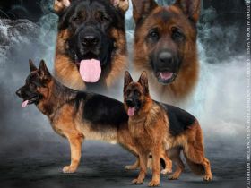 Deutscher Schäferhund Welpen