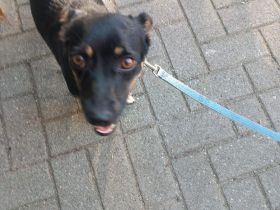 Ronja - Kleine Hündin mit großem Herz sucht ihr Zuhause