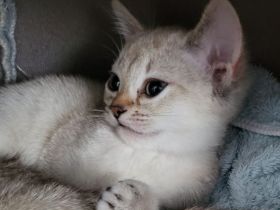 Singapura kitten Abgabe bereit