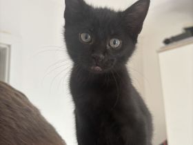 Bombay kitten