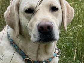 reinrassige Labrador Hündin