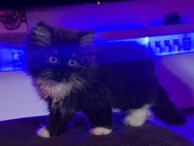 3 süße Ragdoll / Perser Mischlingskaterchen