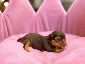 Chihuahua Welpe Hündin Langhaar Tricolor – gechipt & geimpft