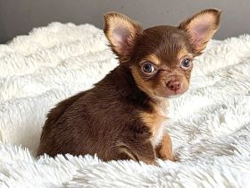 Traumhafte Chihuahua-Hündin Luiza (Tricolor) – Kurzhaar mit Langhaargen