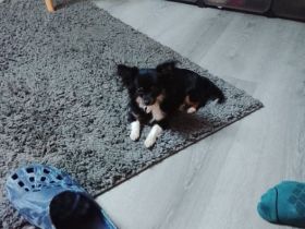 Süßer Mini Chihuahua