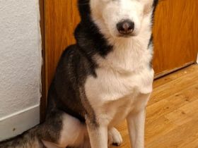 Husky Rüde Elton 4 Jahre
