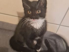 Katzenbabys/ Kitten suchen ein neues Zuhause