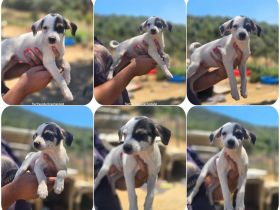 Pippa – kleines Welpenmädchen zum Verlieben
