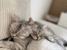 Zwei BKH-Mix-Katerbrüder gemeinsam abzugeben 🐱❤️