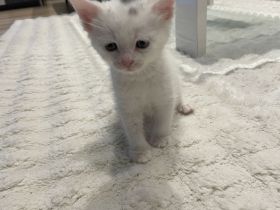 Babykatze Weiß Schwarz DRINGEND