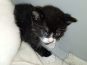 Babykatze DRINGEND