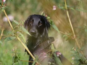 Futterberatung für Hunde