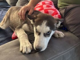 Husky Welpen zu verkaufen