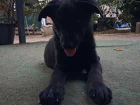 Ein kleines  Schäferhund Mädel sucht ein Nest