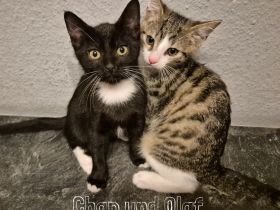 Unsere 5 süßen Katzenbabys suchen ab sofort ein liebevolles und verantwortungsvolles Zuhause