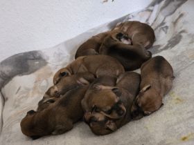 9 bezaubernde Dackel-Shiba-Inu-Mix-Welpen suchen liebevolle Familien