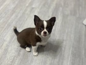 Chihuahua-Welpen