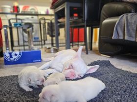 Weiße Französische Bulldoggenwelpen