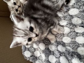 Babys katze