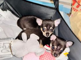 Chihuahua Welpen Reinrassig