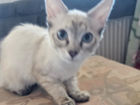 Don Sphynx kitten mit Tastharen