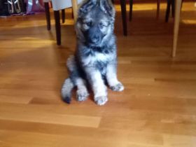 Gerberian shepsky