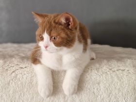 Zuckersüße Bkh und Blh Kitten mit Stammbaum