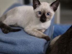 Wunderschönes Siam Kitten