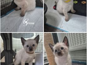Wunderschöne Siam Kitten