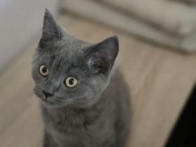 BKH Kitten