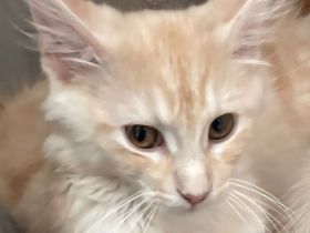 Knapp 4 Monate alter Maine Coon 2 mal geimpft