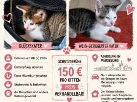 🐾 Zwei liebe Kater suchen ein schönes Zuhause 🏡❤️