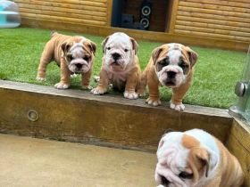 Englische Bulldoggenwelpen