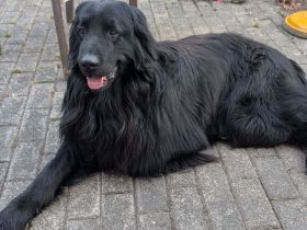 Elmo von der Metelener Heide Deckrüde