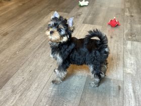 Wunderschöner Yorkshire Terrier Rüde