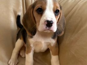 Beagle-Welpen