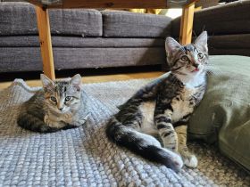 Mehrfarbige Katzengeschwister