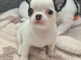 Wunderschöne Chihuahua-Welpen