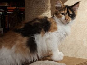 Maine Coon Kitten,  lieb und verspielt