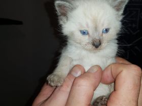 Wunderschöne Katzen Kitten