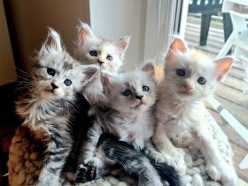 ❤️Maine Coon Kitten in silver shaded Farben❤️