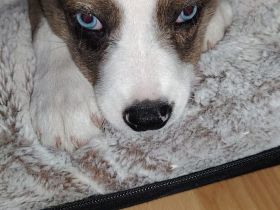 Husky australischer shepherd 9 Wochen