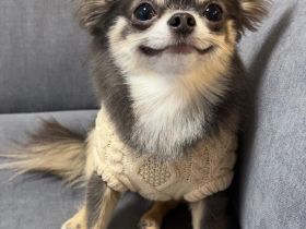 Chihuahua sucht liebevolles Zuhause