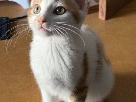 Kleine Fellnase sucht liebevolles Zuhause