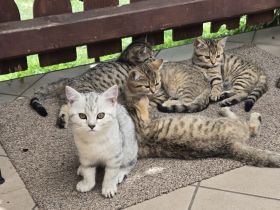Britisch Kurzhaar Mix Kitten silver tabby und golden tabby