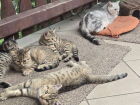 Britisch Kurzhaar Mix Kitten golden tabby
