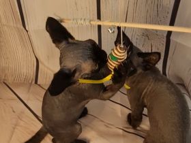 Katerchen Roy und Buli mit Papieren