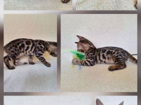 Fantastische Bengal Kitten in melanistic und brown mit Stammbaum