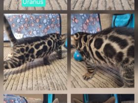 Fantastische Bengal Kitten in melanistic und brown mit Stammbaum