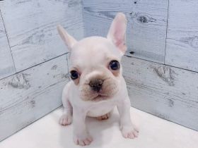 Französische Bulldoggenwelpe